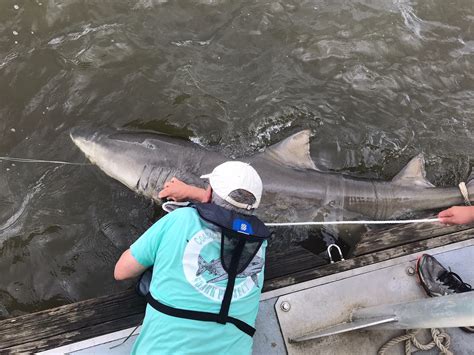 east coast shark news.